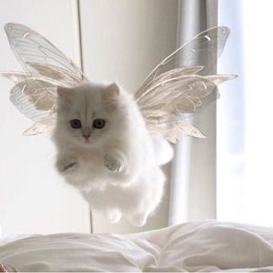 Meet your Posher, Eva